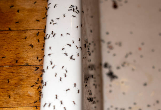 Best Pest Removal Services  in Paris, TN