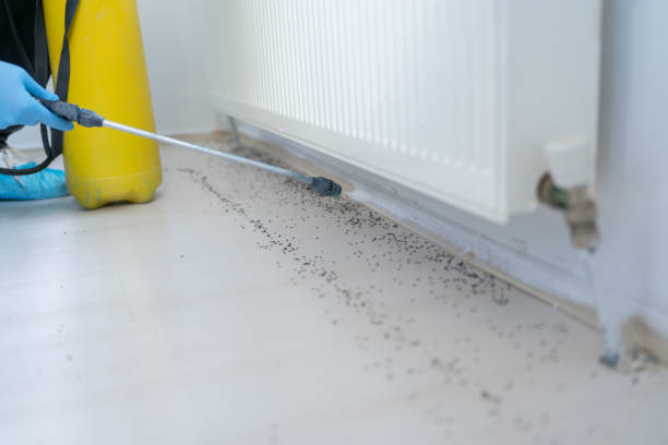 Best Bed Bug Extermination  in Paris, TN