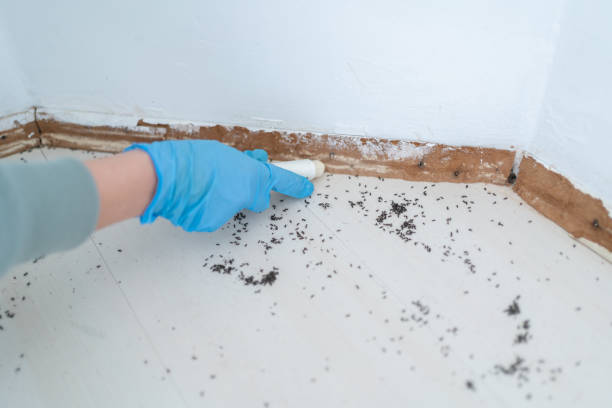 Best Cockroach Control Services  in Paris, TN